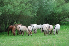 Sommerweiden