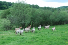 Sommerweiden